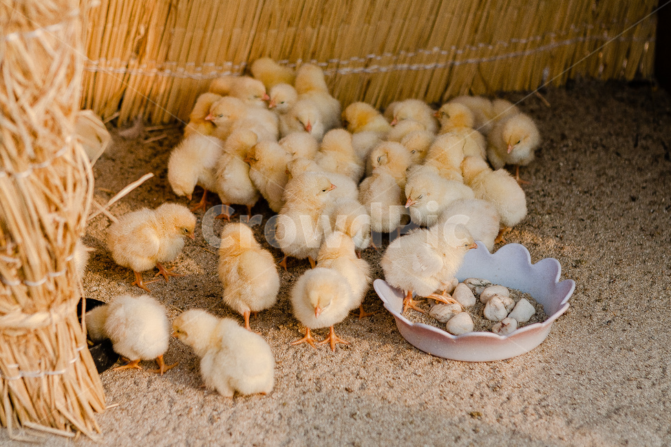 병아리,치킨,동물,노랑,병아리가족,동물,animal,조류,새,birds