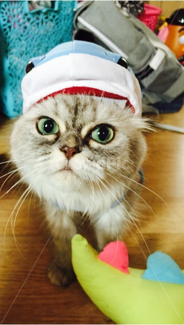 고양이,동물,pet,애완동물,cat