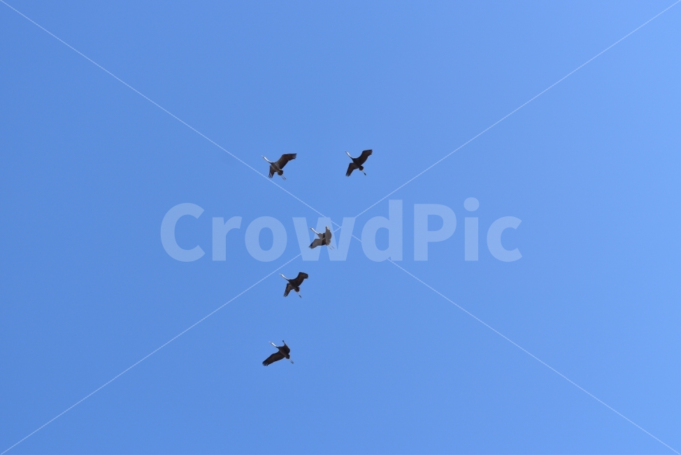 흑두루미,철새,순천만,겨울철새,자연,동물,animal,조류,새,birds