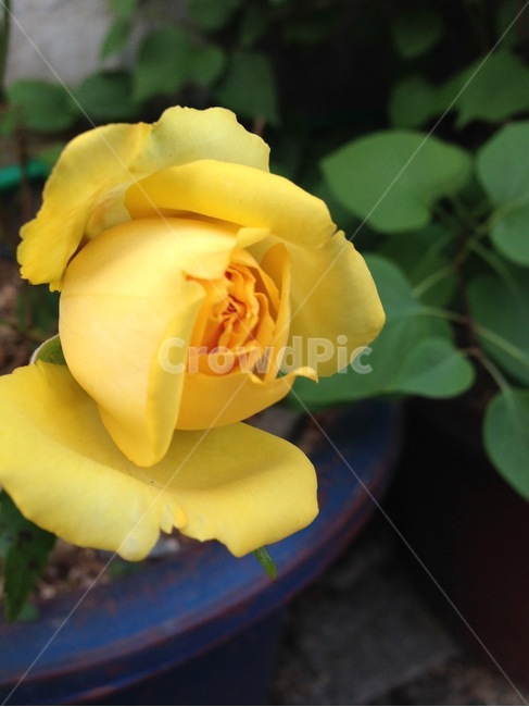 장미,노란장미,꽃,화분,노란꽃,식물,자연,plants,nature,꽃,flower