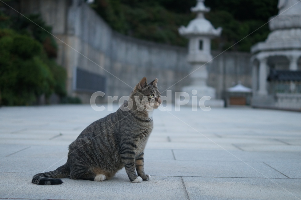 animal,동물,포유류,cat,고양이,동물,animal,포유류,mammal,고양이,cat,kitten,kitty