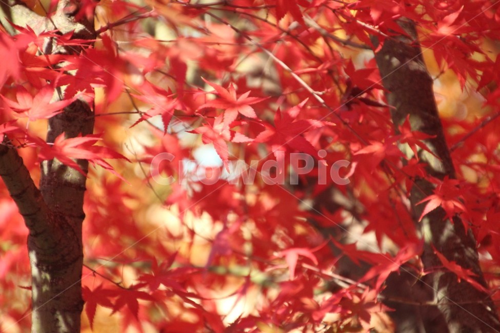 가을,단풍잎,단풍,단풍나무,fall,가을,계절,fall,autumn,season,plant,식물,leaf,잎,tree,나무,maple