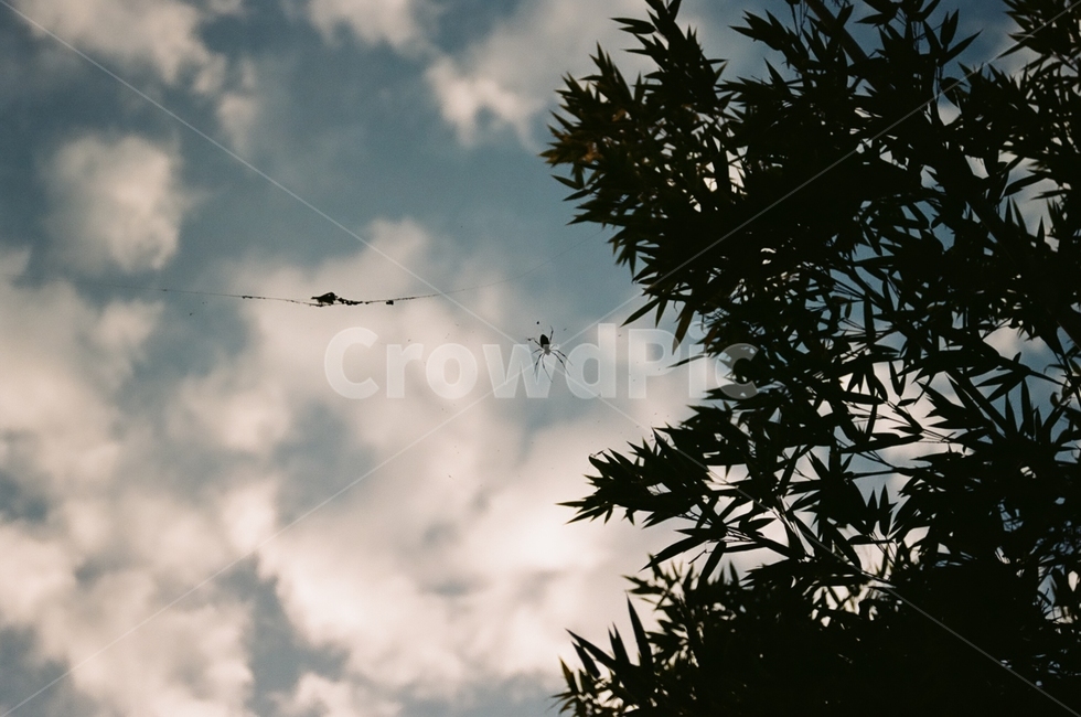 거미,나무,구름,가을,하늘,대나무,거미줄,자연,풍경,nature,landscape,animal,동물,flying,나는,bird,새