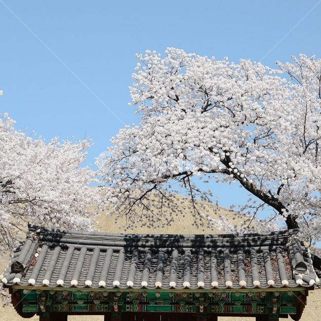 벚꽃,기와,하늘,경주,자연,벚꽃나무,봄,감성사진,대릉원,봄,계절,spring,season,한국전통,한국문화,korean traditional,korean culture,건축물,건물외관,exterior,building,structure,architecture,construction,plant,식물,flower,꽃,blossom,cherry blossom