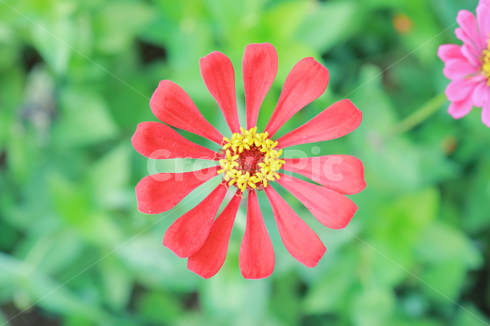 꽃,식물,꽃밭,꽃봉오리,flower