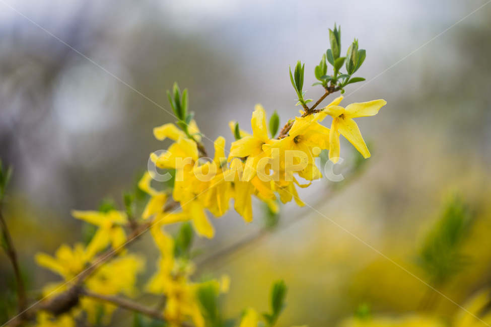 봄,개나리,forsythiain,spring,yellow,warm,blossom,꽃,flower,plant,pollen,화분