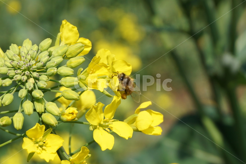 유채꽃,벌,식물,꽃,곤충,rapeflower,plants,flower,bee,insect
