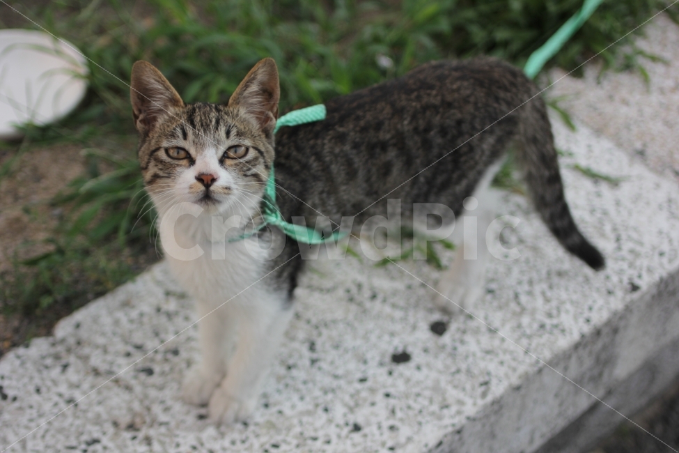 길고양이,애완고양이,고양이,야옹이,미묘,애완동물,반려동물,동물,캣,cat,동물,animal,포유류,mammal,고양이,cat,kitten,kitty