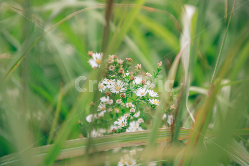 가을,식물,자연,초록,흰꽃,쑥부쟁이,식물,자연,plants,nature,꽃,flower