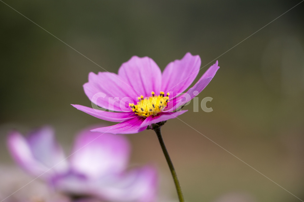 코스모스,가을,꽃,꽃밭,식물,가을,계절,fall,autumn,season,식물,자연,plants,nature,꽃,flower,plant