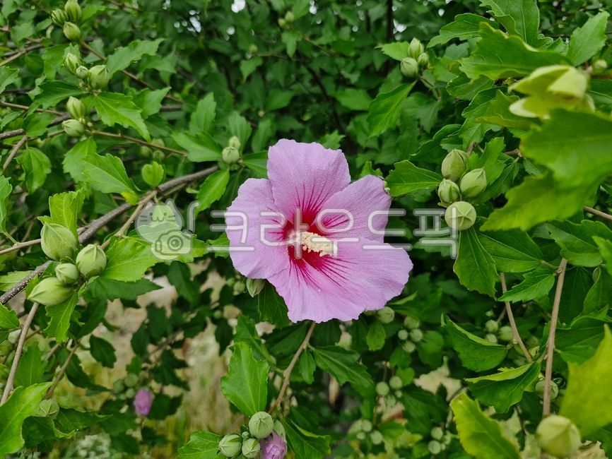 무궁화꽃,무궁화,우리나라꽃,무궁화나무,무궁화꽃술