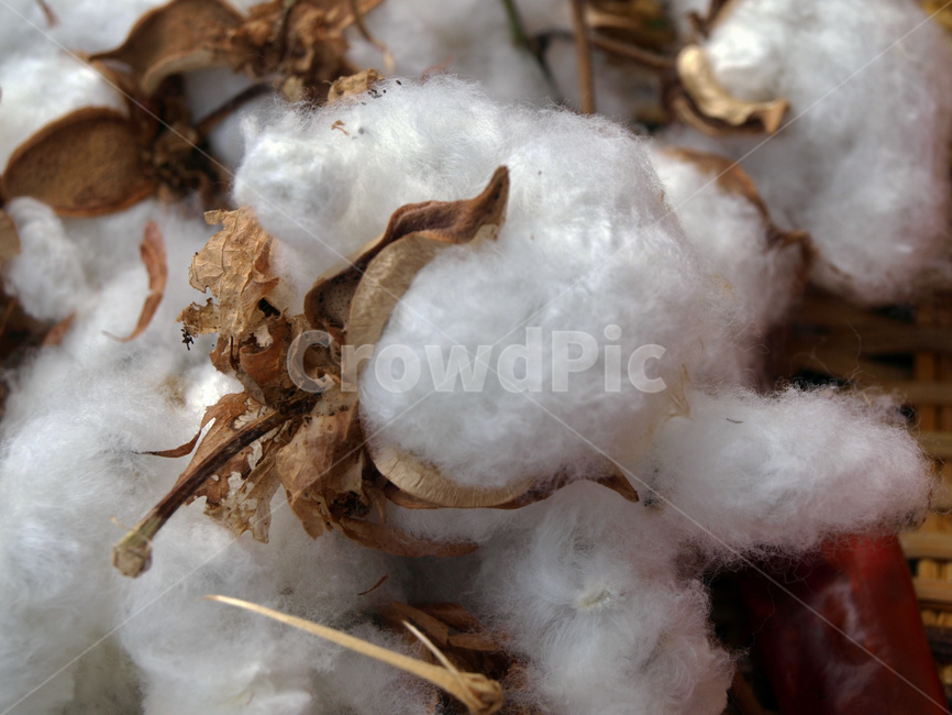 agriculture,beautiful,blossom,botany,closeup,cotton,cottonplant,cultivated,dry,environment,fiber,fluffy,gossypiumhirsutum,macro,material,natural,nature,object,organic,raw,soft,softness,texture,white,면,목화솜,솜,목화,말린목화솜,유기농,부드러운,질감,자연,농작물