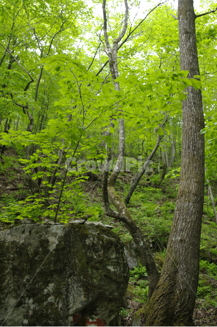 산,숲,나무,식물,초록,자연,풍경,nature,landscape,tree,tree trunk,나무 줄기,plant