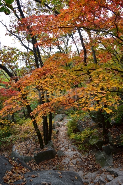 도봉산,가을,단풍,풍경,국립공원,서울,낙엽,명산,자연,비경,단풍나무,가을색,가을색채,오색단풍,가을단풍,북한산국립공원,자연,풍경,nature,landscape,가을,계절,fall,autumn,season,tree,나무,plant,식물,maple,leaf,잎
