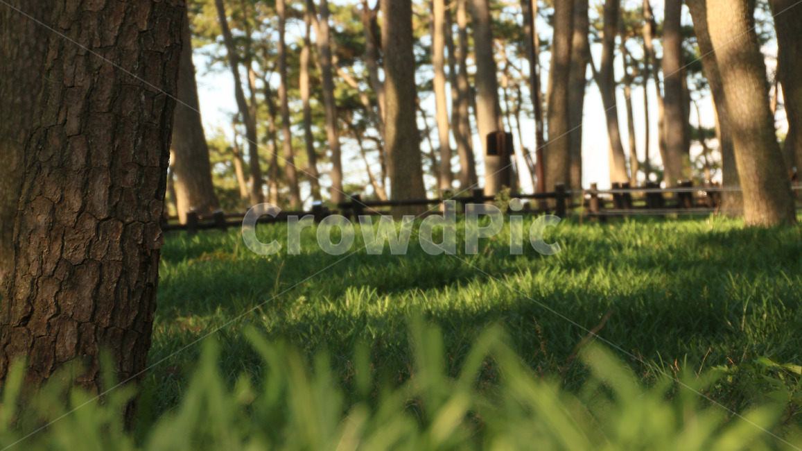 식물,grass,lawn,잔디,plant,식물,자연,plants,nature