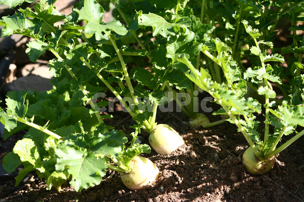 무,무우,야채,채소,무우밭,농작물,채소,야채,vegetables,농업,농사,agriculture,farming,farming industry