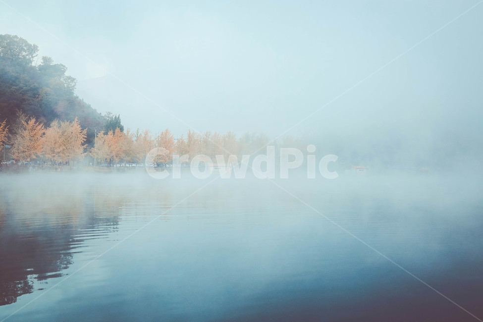 은행나무,물안개,새벽,풍경,가을,nature,자연,weather,날씨,outdoors,옥외,가을,계절,fall,autumn,season,자연,풍경,nature,landscape