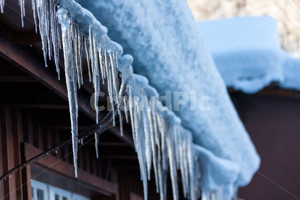 스위스,숲,하늘,눈,환경,얼음,겨울,날씨,산,겨울,계절,winter,season