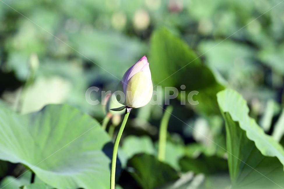 연못,수련,식물,자연,여름,정원,푸르른,물,수경식물,연못가,연못정원,plants,nature,연,연꽃,힐링,flower,감성,연잎,식물,자연,plants,nature,꽃,flower