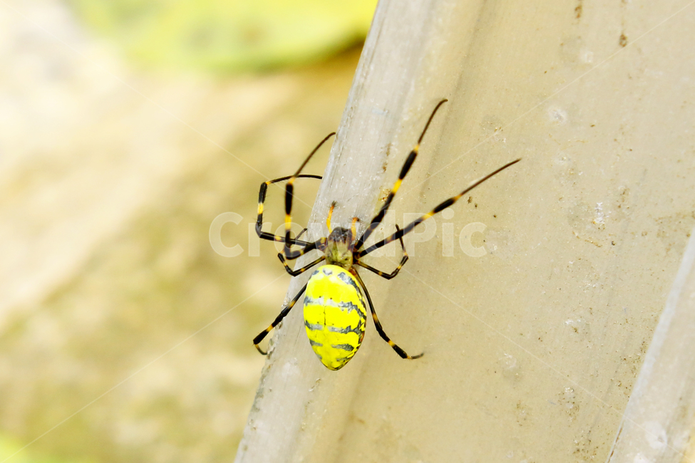무당거미,거미,곤충,해충,거미줄,동물,animal,곤충,벌레,insect,bug