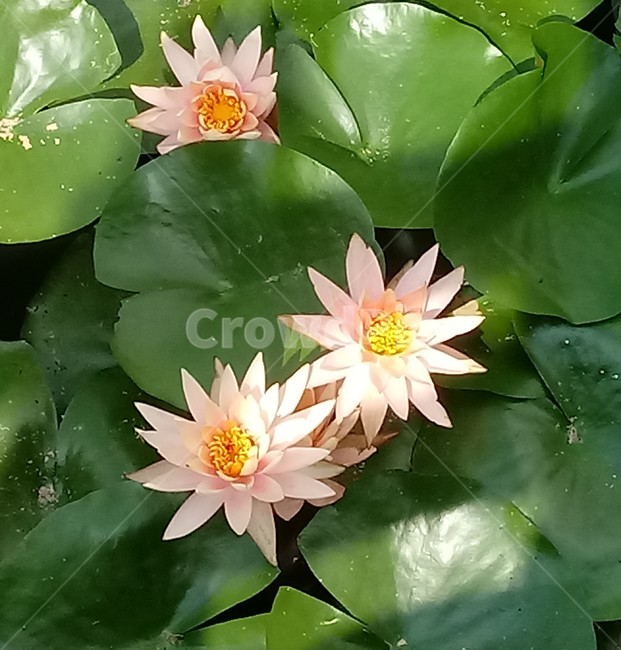 수련,다년생초본식물,수생식물,이판화,쌍자엽식물,자우련,waterlily