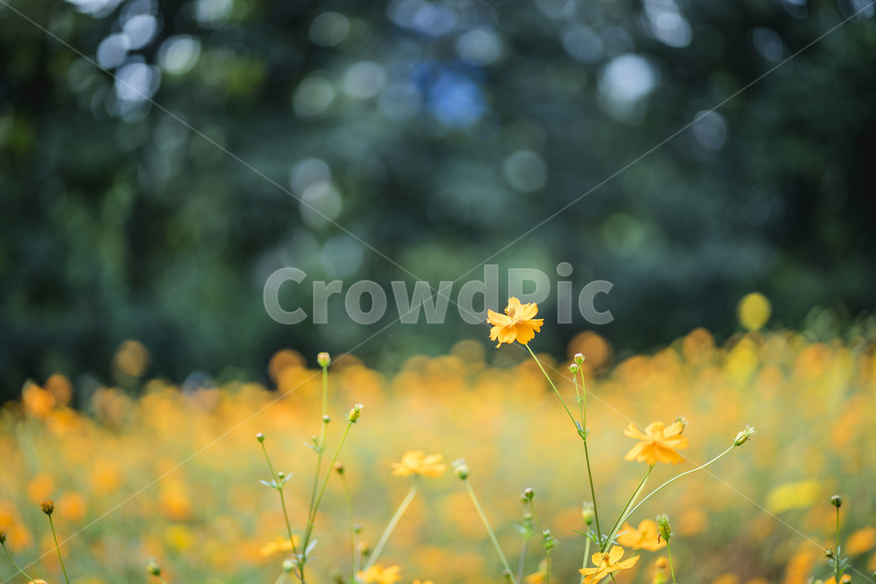 자연,코스모스,황화코스모스,들꽃마루,꽃,클로즈업,field,nature,landscape,cosmos,closeup,가을,계절,fall,autumn,season,식물,자연,plants,nature,꽃,flower,들,grassland,목초지,outdoors,옥외