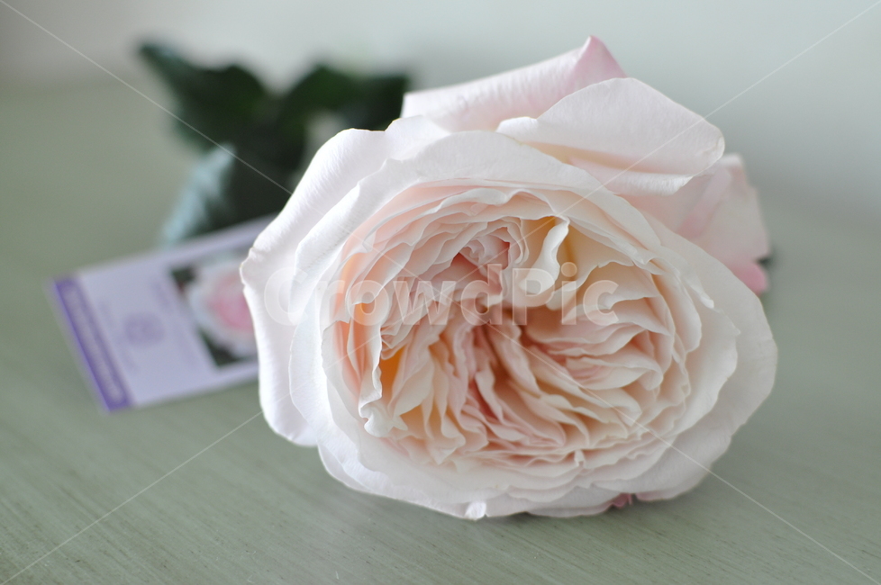 수입장미,케이라장미,rose,장미,blossom,꽃,flower,plant,식물,감성,자연,한송이,장미한송이,여리핑크,소품장식,인테리어소품,홈데코