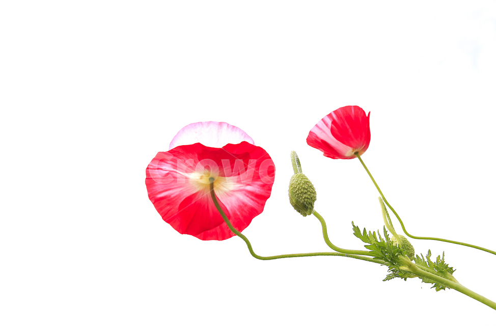 양귀비,사랑,열정,아름다움,심플,식물,자연,plants,nature,꽃,flower,누끼,remove background