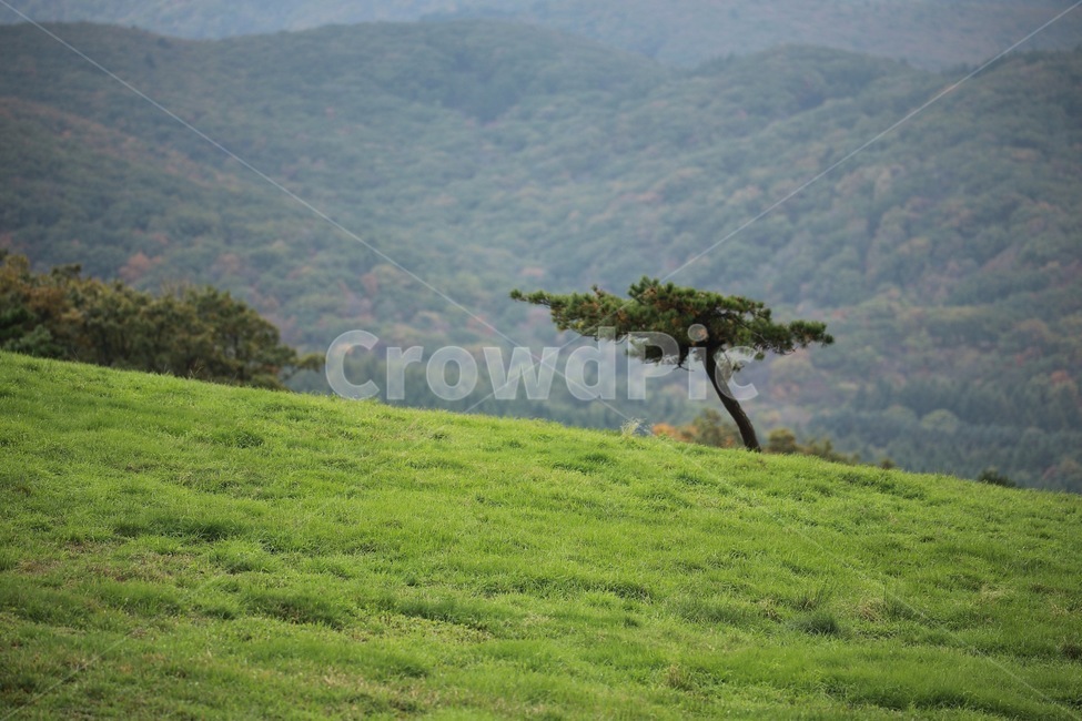 나무,산,자연,tree,초록