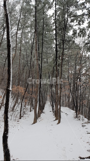 눈,눈오는날,눈내린산,눈길,눈꽃,설경,겨울,계절,winter,season,자연,풍경,nature,landscape,tree,나무,plant,식물,forest,숲,vegetation,초목,land,땅,woodland,삼림지,outdoors,옥외,grove,작은 숲