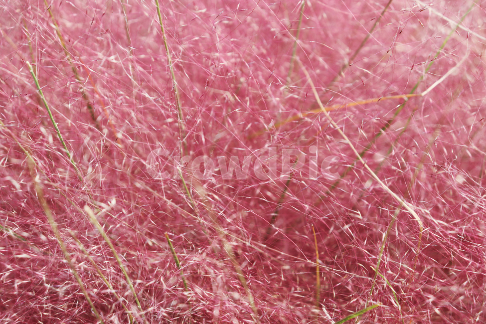 핑크,배경,자연,핑크뮬리,확대,nature,pink,pinkmuhlygrass,background,가을,fall