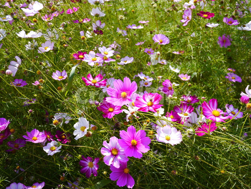 가을,꽃,코스모스,당수동,자연,가을,계절,fall,autumn,season,식물,자연,plants,nature,꽃,flower,geranium,제라늄,plant,blossom