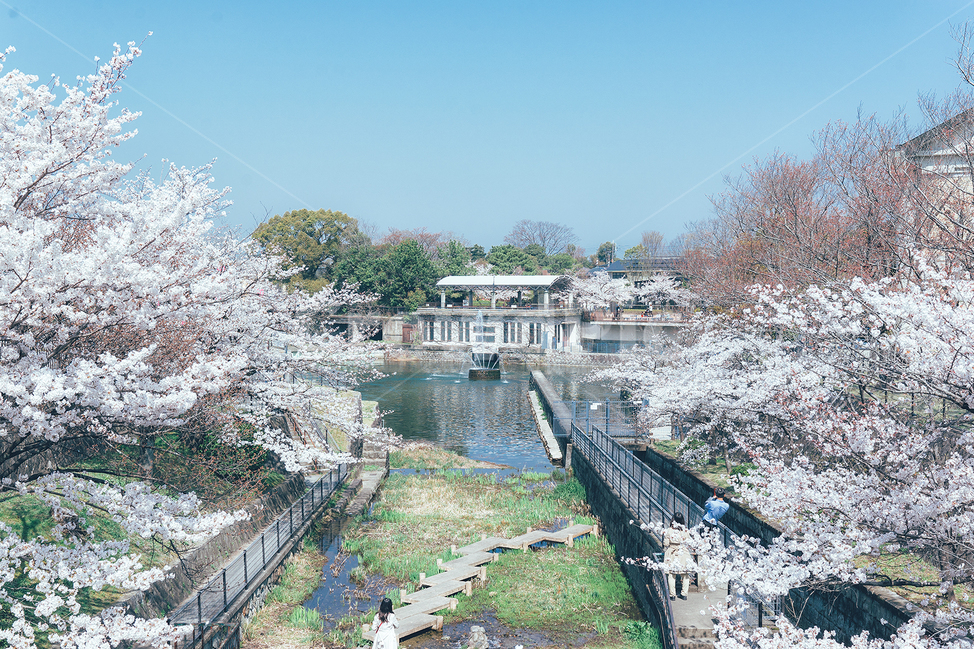 일본,교토,호수,벚꽃,봄,풍경,맑은날,하늘,산책,lake,봄,계절,spring,season,도시,풍경,city,landscape,해외,외국,세계,foreign,oversea,world,세계도시풍경,해외도시풍경,외국도시풍경,world cityscape,plant,식물,blossom,꽃,flower,cherry blossom