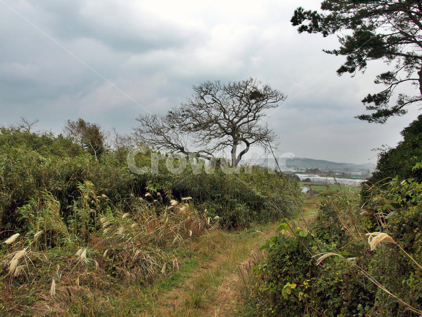 녹남봉,오름,올레12코스,올레길,제주,서귀포시,팽나무,자연,풍경,nature,landscape,outdoors,옥외,grassland,목초지,field,들