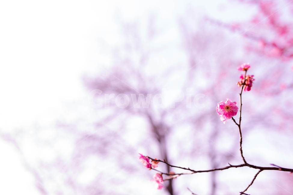 홍매화,한국,꽃,감성,봄,핑크,분홍,매화나무,봄,계절,spring,season,식물,자연,plants,nature,꽃,flower,plant