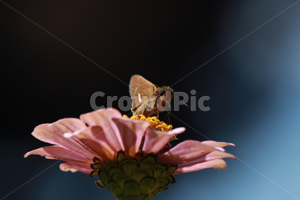 꽃,나비,백일홍,아웃포커스,곤충,자연,식물,식물,자연,plants,nature,꽃,flower,동물,animal,곤충,벌레,insect,bug