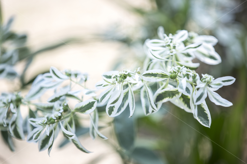설악초,식물,꽃,flower,euphorbiamarginatapursh,여름꽃,plant,식물원,자연,식물,자연,plants,nature