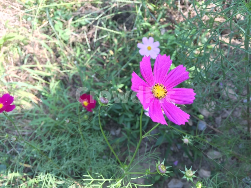 코스모스,꽃,자연,배경,가을