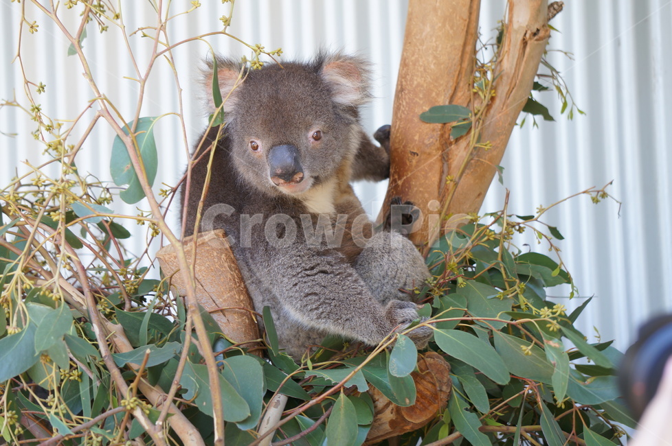코알라,koala,호주,australia,동물,유칼리투스,동물,animal,포유류,mammal