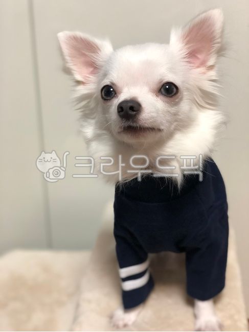 chihuahua,puppy,pretty puppy,pet dog,dog,white puppy,cute,pet,white chihuahua,Cute puppy