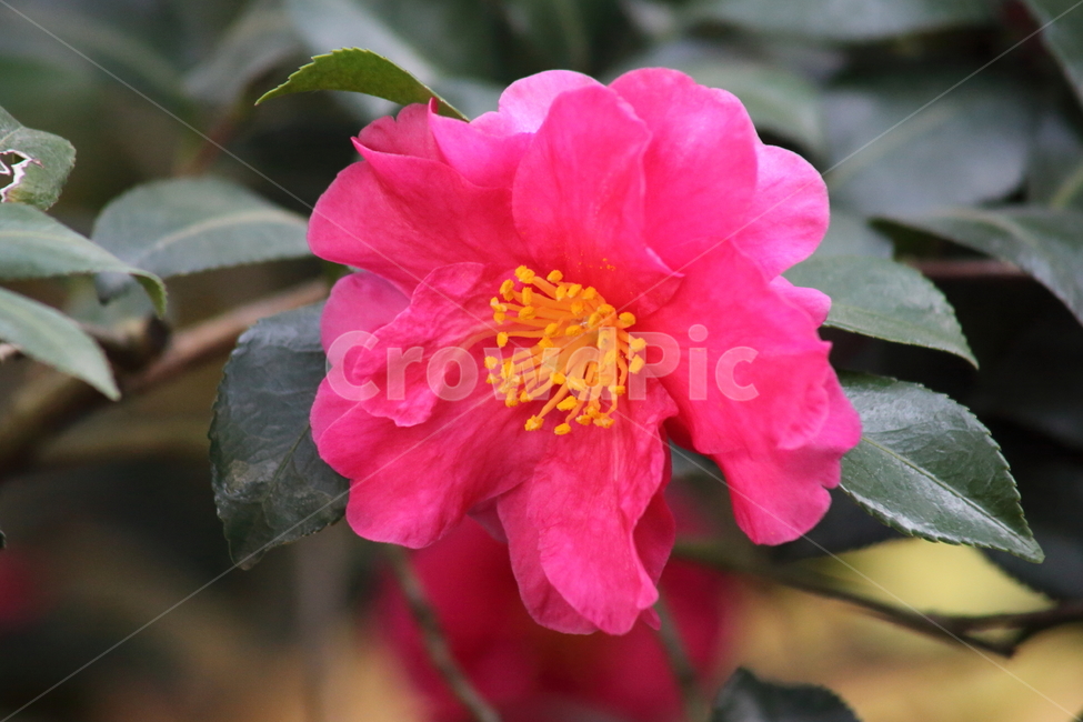 꽃,동백,식물,flower,camellia,봄꽃,봄,동백꽃,Camelliajaponica,식물,자연,plants,nature,꽃,flower