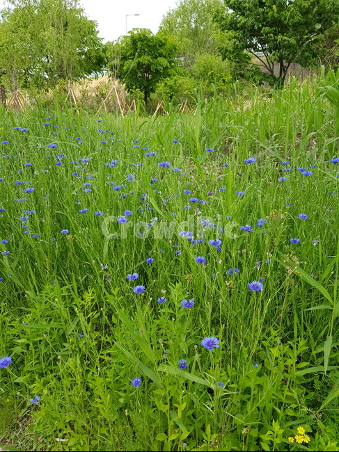 풀,꽃,나무,힐링,아름다운자연,식물,자연,plants,nature,꽃,flower