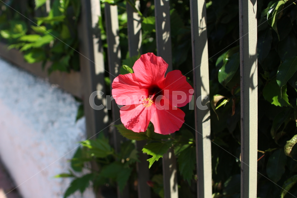 꽃,자연,붉은꽃,부상화,히비스커스,hibiscus,식물,자연,plants,nature,꽃,flower