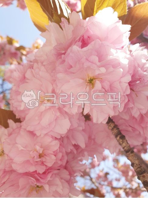 꽃,벚꽃,겹벚꽃,봄,핑크,분홍,flower,blossom,식물