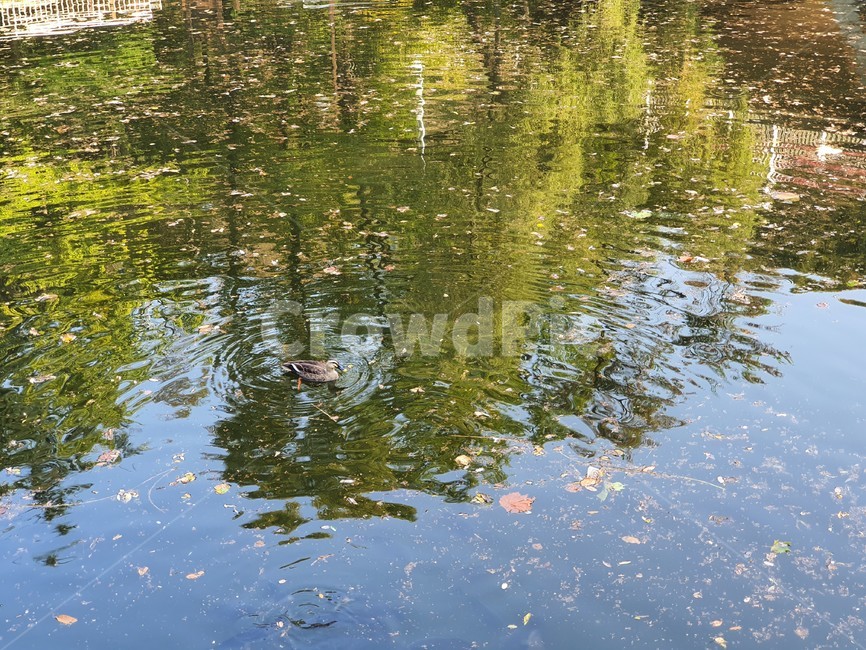 nature,duck,오리,자연,물,water,동물,animal,조류,새,birds