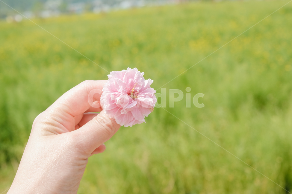 spring,spring flowers,Double cherry blossoms,season,Emotional photo