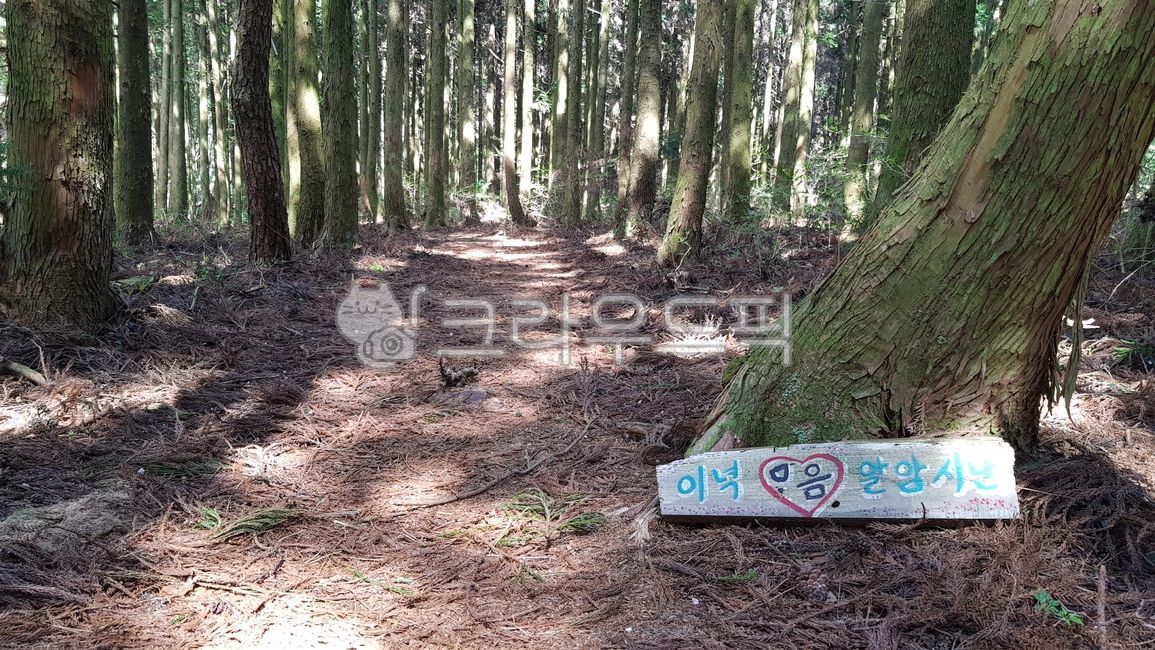 삼나무,숲길,삼다수숲길,자연,나무,길,글귀,사투리