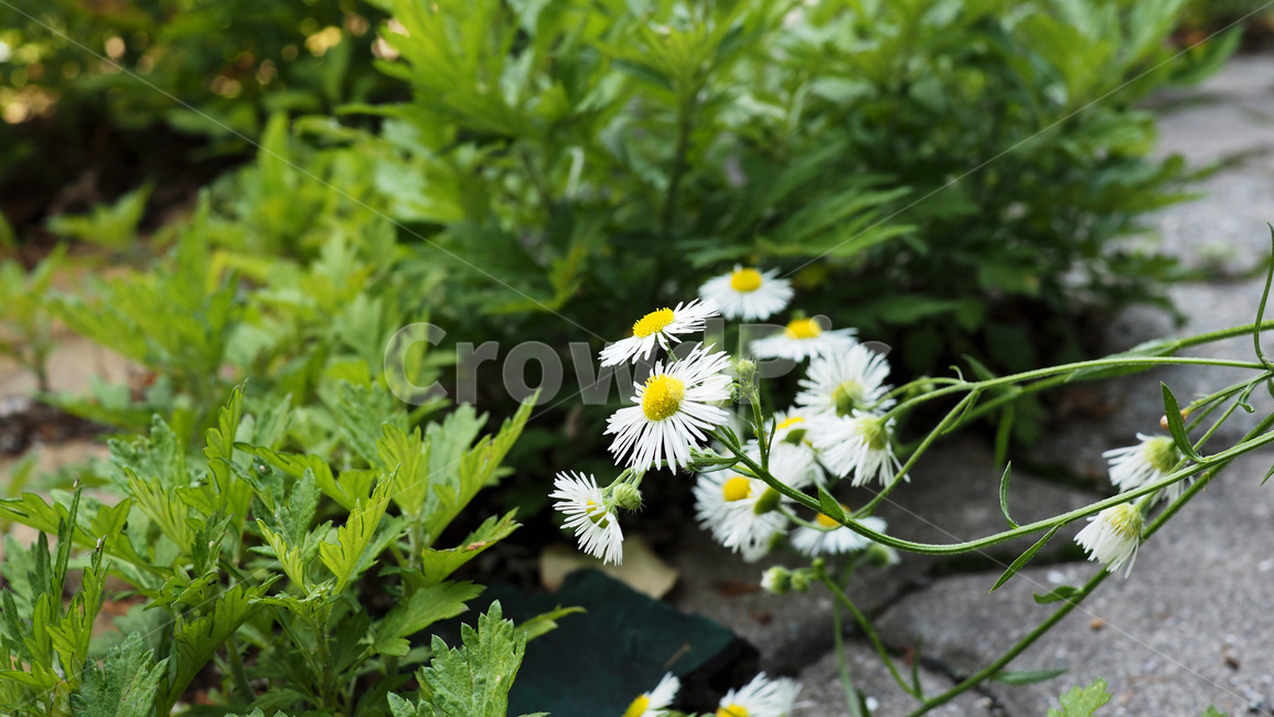 야생화,꽃,하얀꽃,보도블럭,wildflower,flower,white
