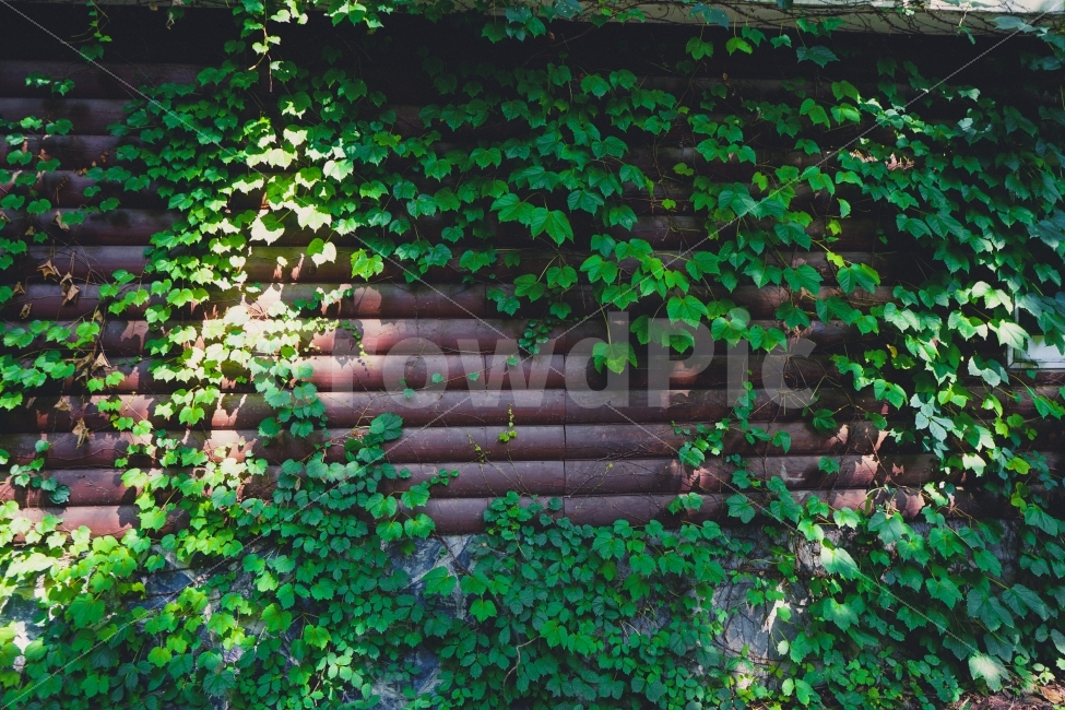 여름,감성사진,휴식,힐링,자연풍경,여행,휴가,덩쿨,나무,식물,자연,plants,nature