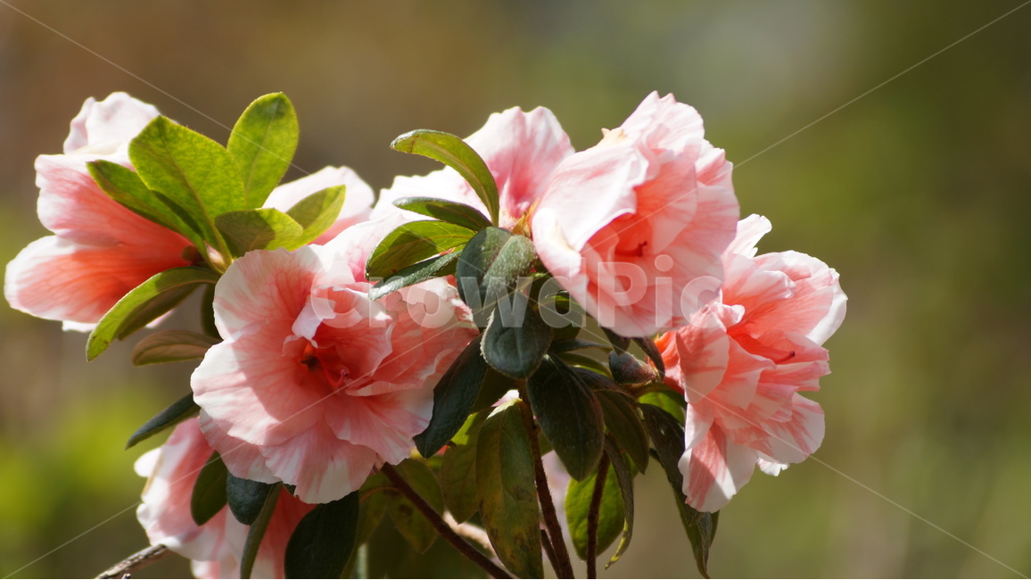 봄꽃,꽃,자연,풍경,꽃축제,봄,계절,spring,season,식물,자연,plants,nature,꽃,flower,geranium,제라늄,plant,blossom